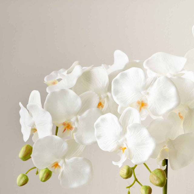 White Orchid in White Pot Tall