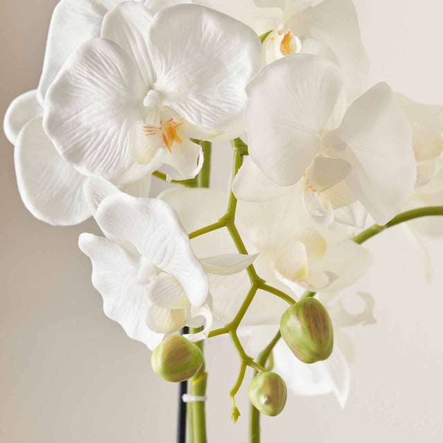White Orchid in White Pot Medium