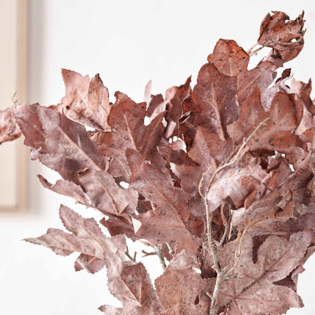 Mulberry Brown Maple Leaf Stem