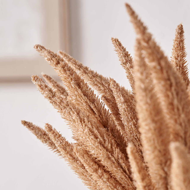 Natural Apricot Foxtail 3 Stem