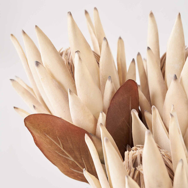 Natural Apricot Protea Stem