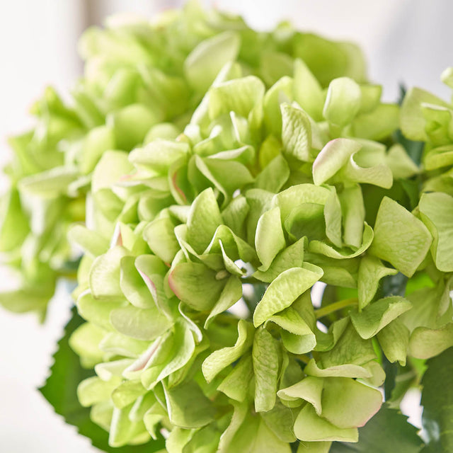 Green Hydrangea Stem