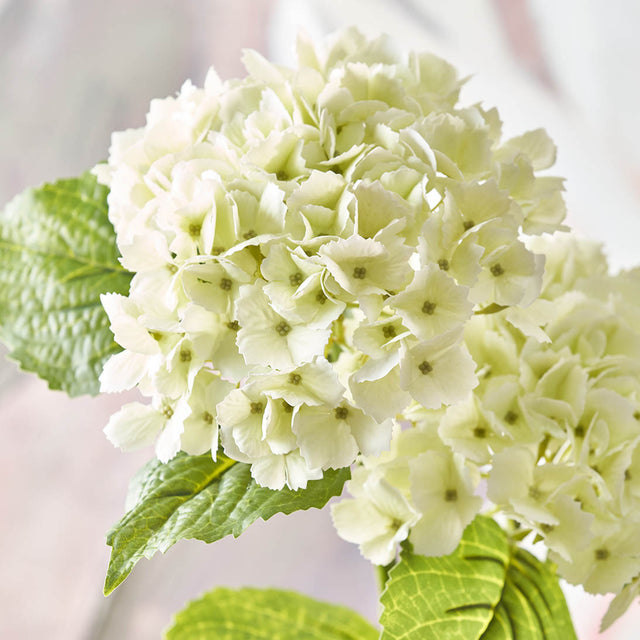 White Hydrangea Stem
