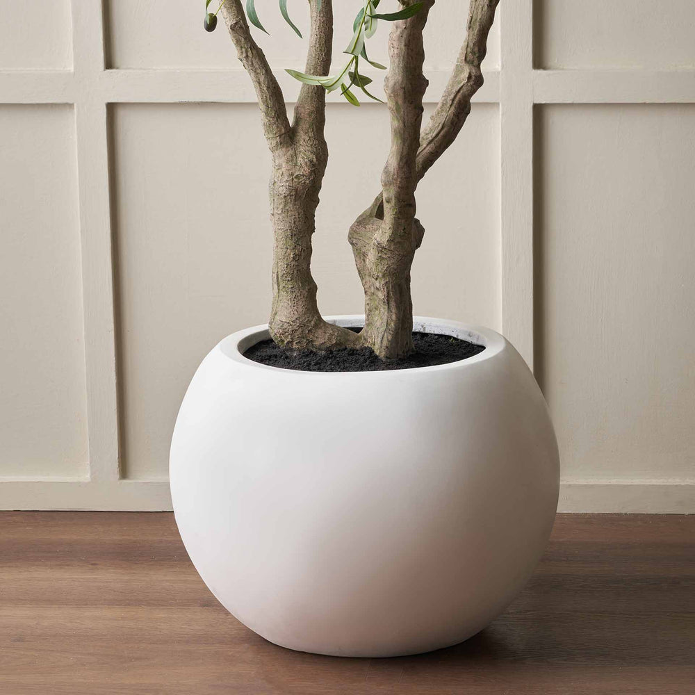Olive Tree in White Pot Extra Large