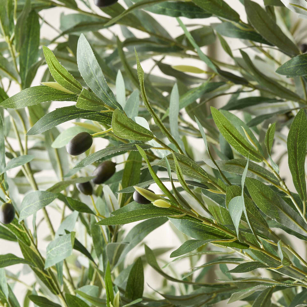 Olive Tree in White Pot Extra Large