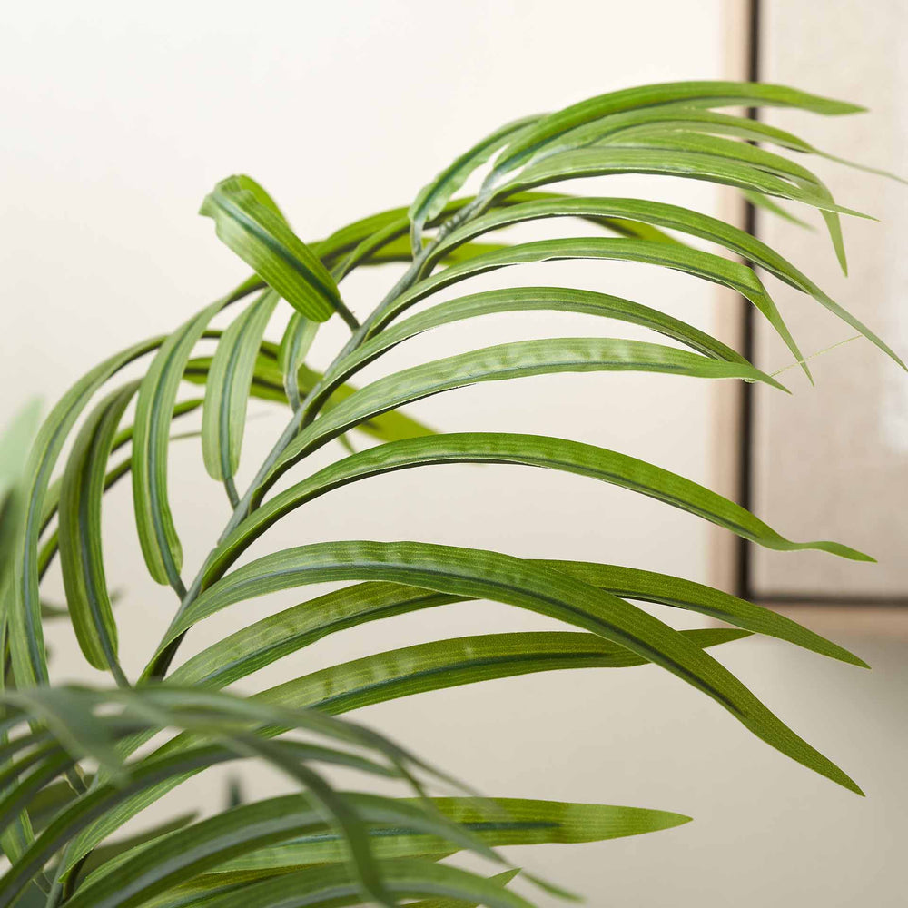 areca palm delivery uk Areca Palm Plant in Dark Grey Pot
