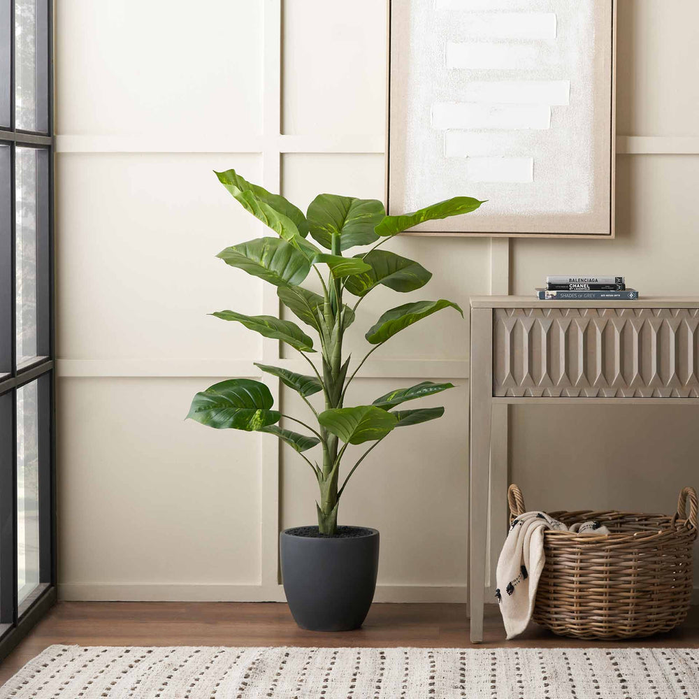 elephant ear plants for sale uk Elephant Ear Plant in Dark Grey Pot