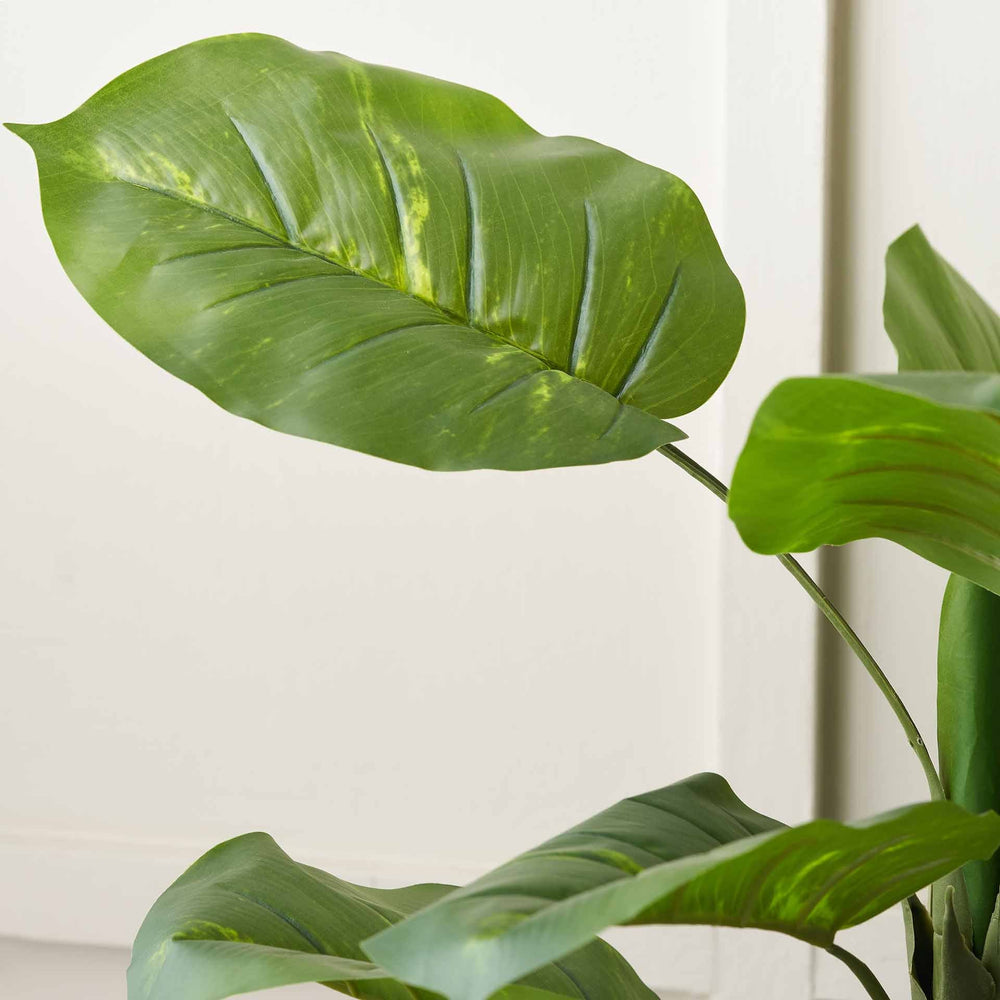 elephant ear plant indoors uk Elephant Ear Plant in Dark Grey Pot