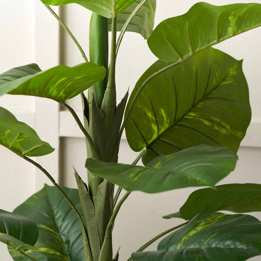 buy elephant ear plant uk Elephant Ear Plant in Dark Grey Pot