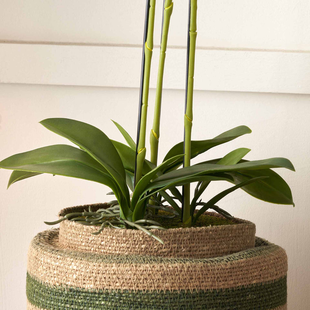 orchid plant pots uk White Orchid in Moss Pot Medium