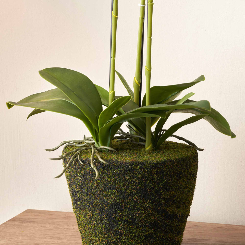 white moss on indoor plants White Orchid in Moss Pot Medium
