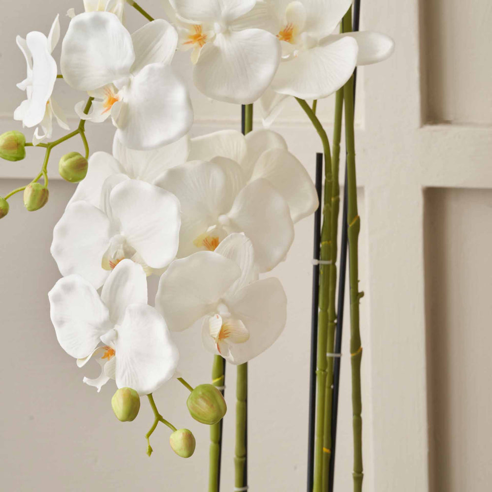 White Orchid in White Pot Tall