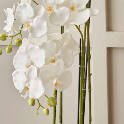 White Orchid in White Pot Tall