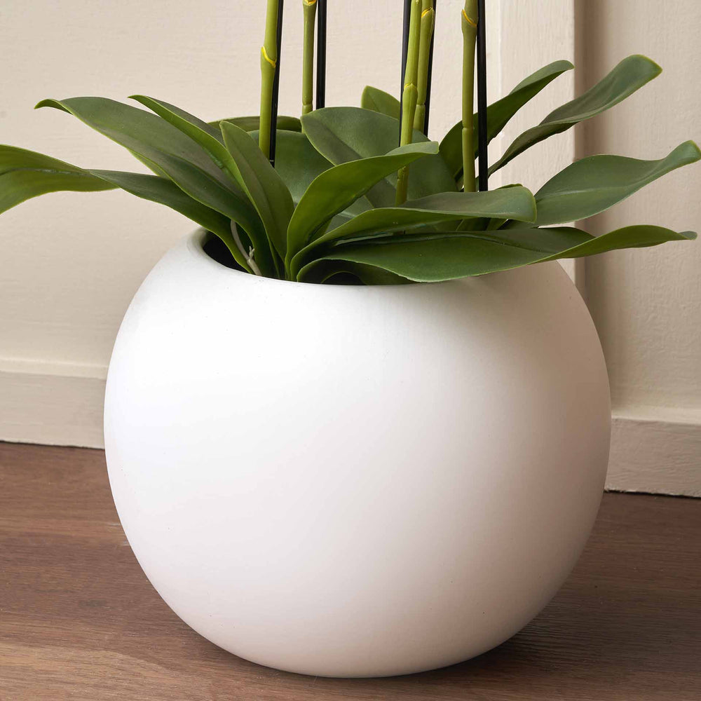 White Orchid in White Pot Tall