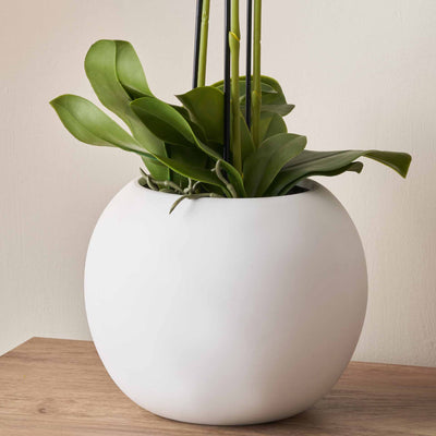White Orchid in White Pot Medium