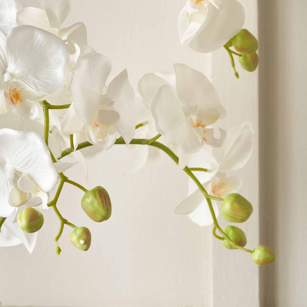 White Orchid in White Pot Medium