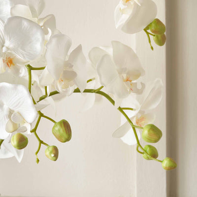 White Orchid in White Pot Medium