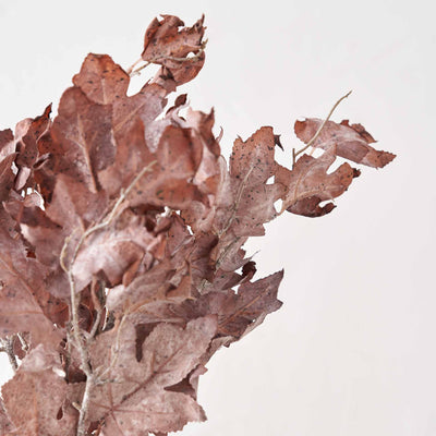 Mulberry Brown Maple Leaf Stem