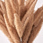 Natural Apricot Foxtail 3 Stem