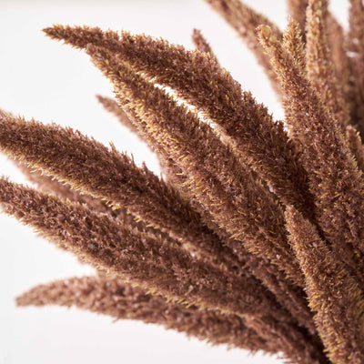Mulberry Brown Foxtail 3 Stem