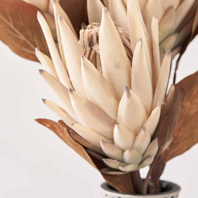 Natural Apricot Protea Stem
