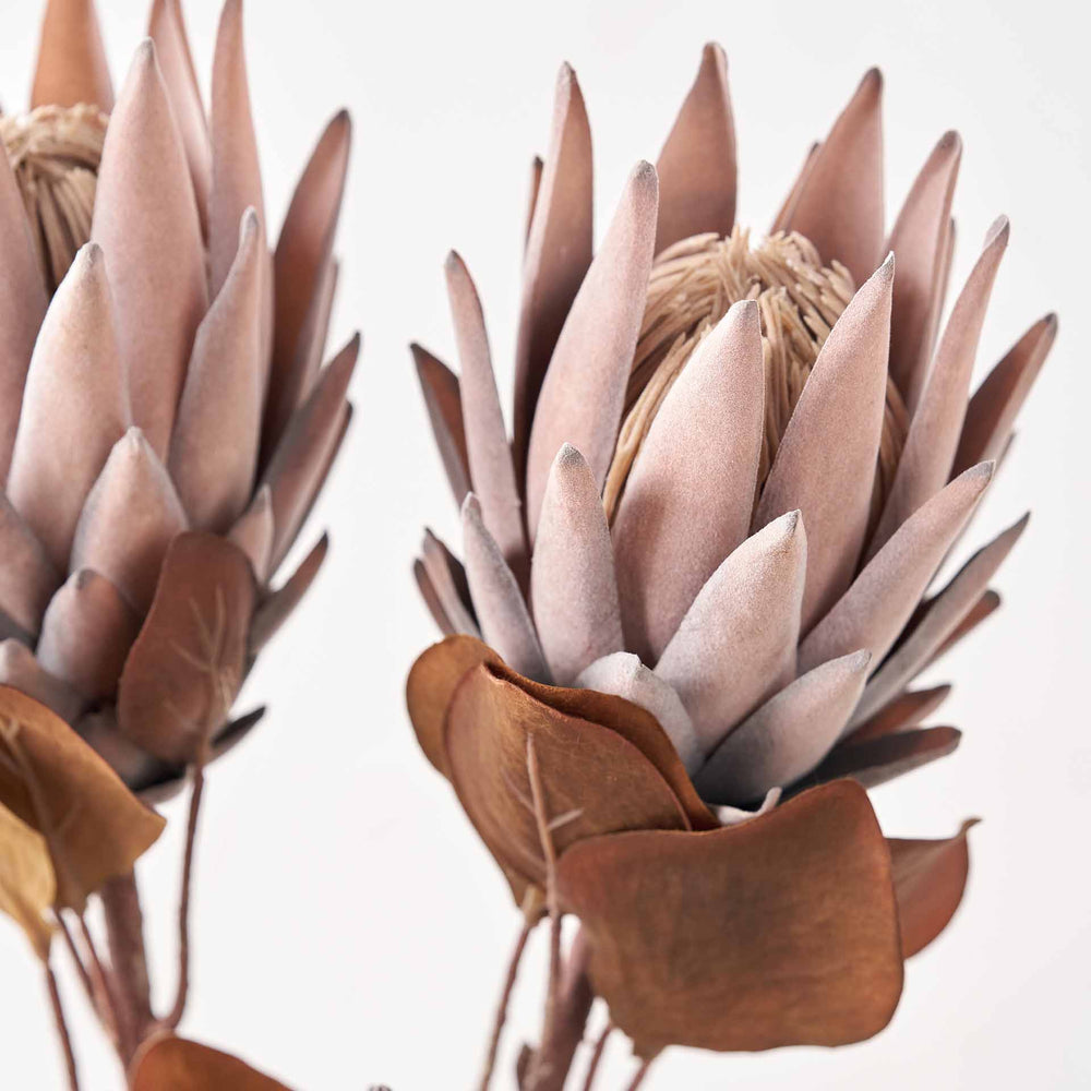 Mulberry Brown Protea Stem