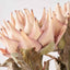 Apricot Lotus Stem
