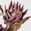 Mulberry Lotus Stem