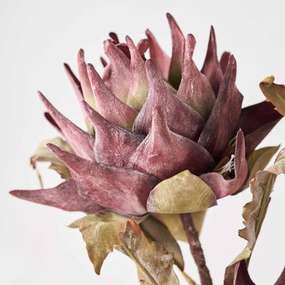 Mulberry Lotus Stem