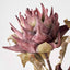 Mulberry Lotus Stem