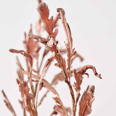 Mulberry Brown Autumn Leaf Stem
