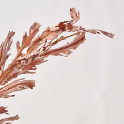 Mulberry Brown Autumn Leaf Stem