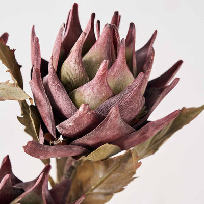 Mulberry Brown Dried Flower 5 Stem Bunch
