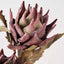 Mulberry Brown Dried Flower 5 Stem Bunch
