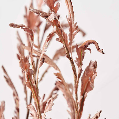 Mulberry Brown Dried Flower 5 Stem Bunch
