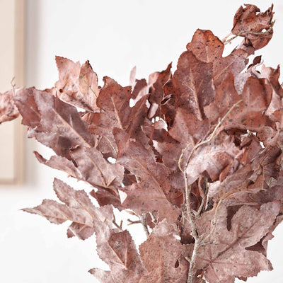 Mulberry Brown Dried Flower 5 Stem Bunch

