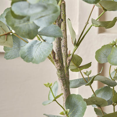 Eucalyptus Tree in Grey Pot