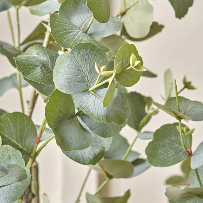 Eucalyptus Tree in Grey Pot