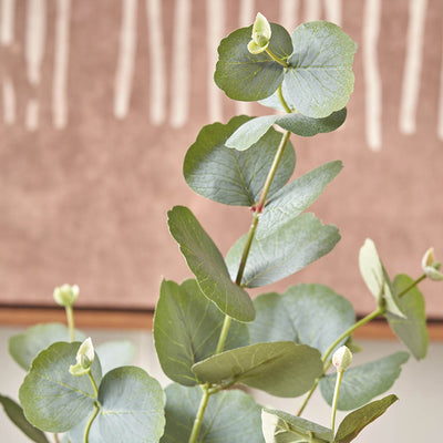 Eucalyptus Tree in Grey Pot