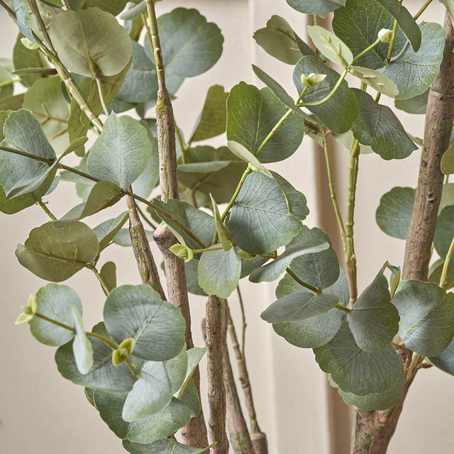 Eucalyptus Tree in Grey Pot Large