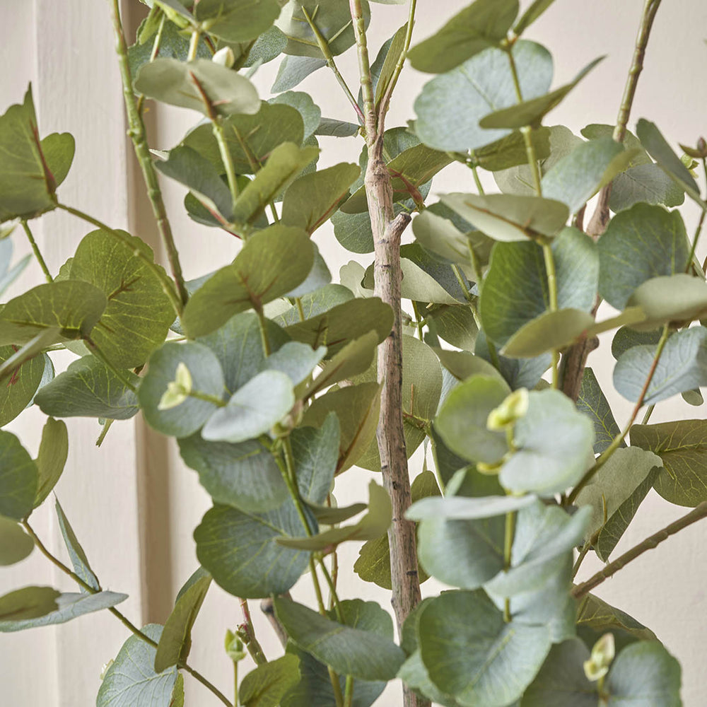 Eucalyptus Tree in Grey Pot Large