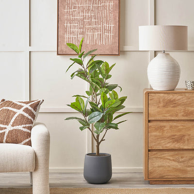 Magnolia Tree in Grey Pot