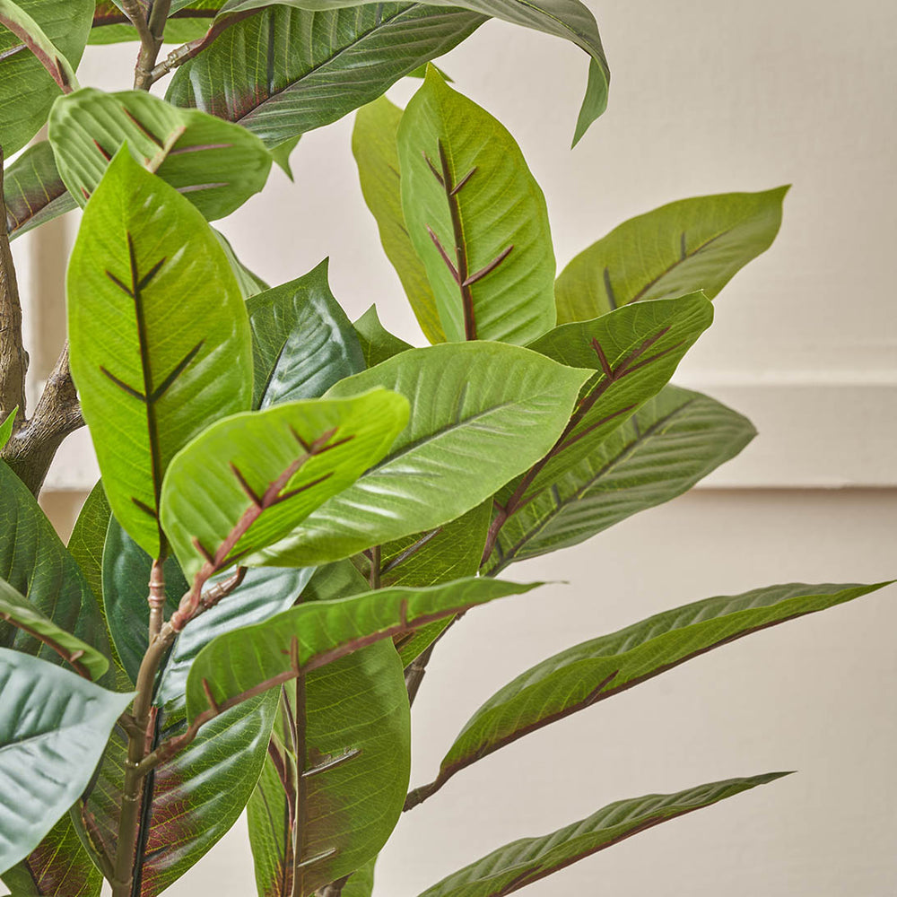 Magnolia Tree in Grey Pot