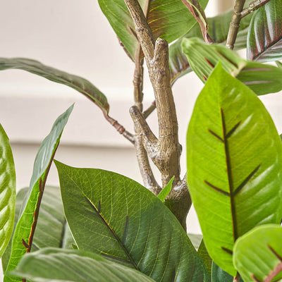 Magnolia Tree in Grey Pot