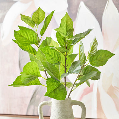 Green Hydrangea Leaf Stem