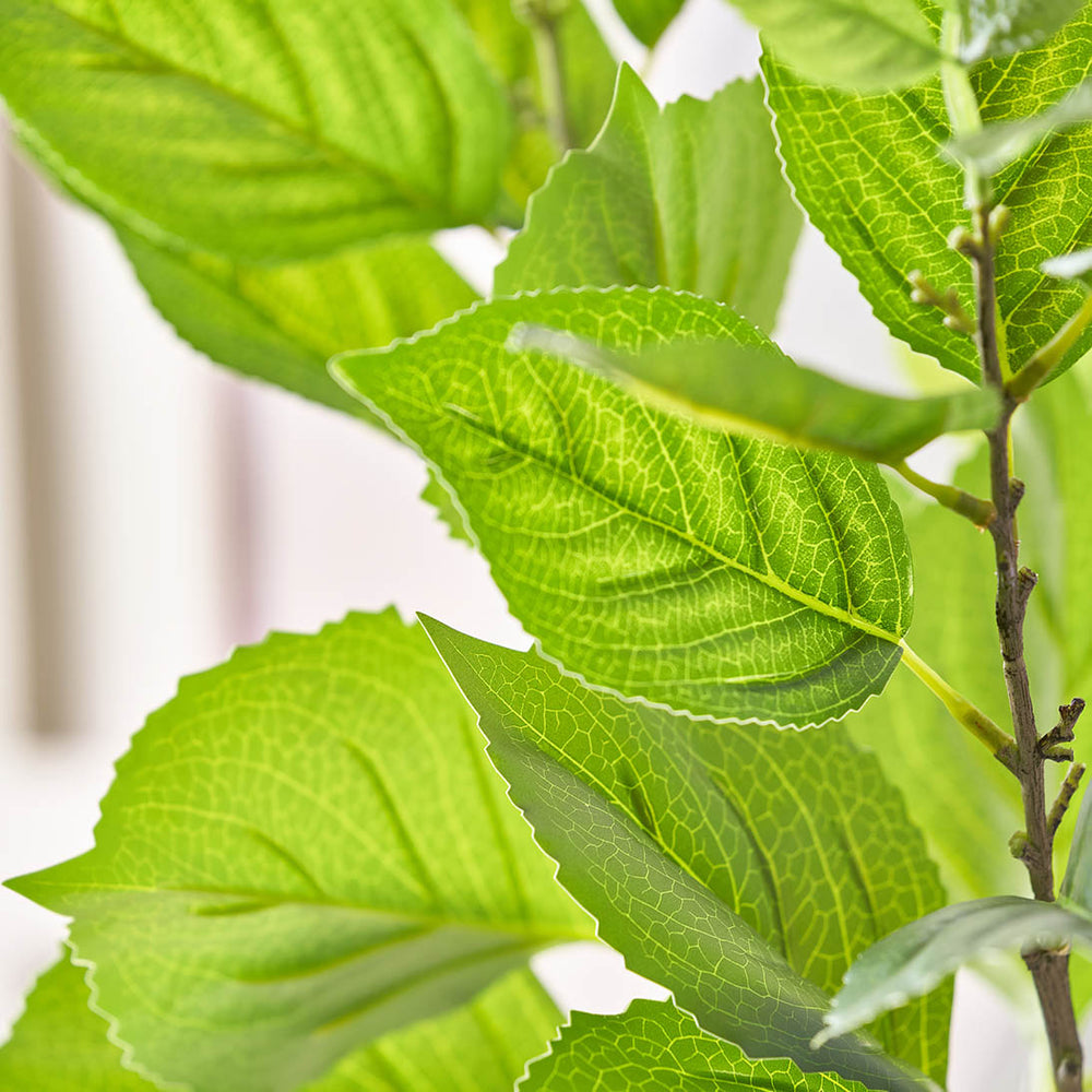 Green Hydrangea Leaf Stem
