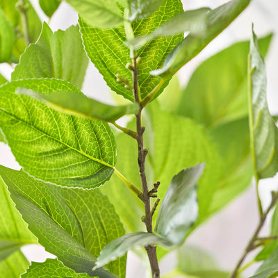 Green Hydrangea Leaf Stem