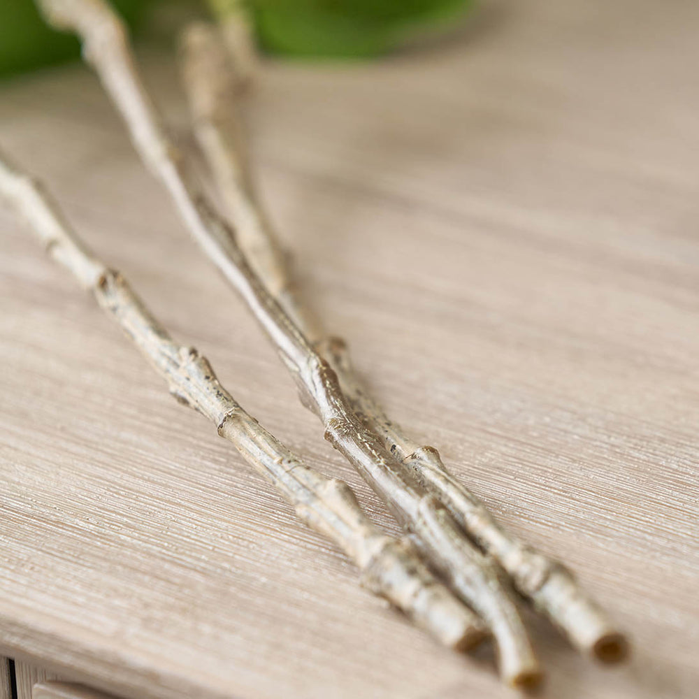 Green Hydrangea Stem