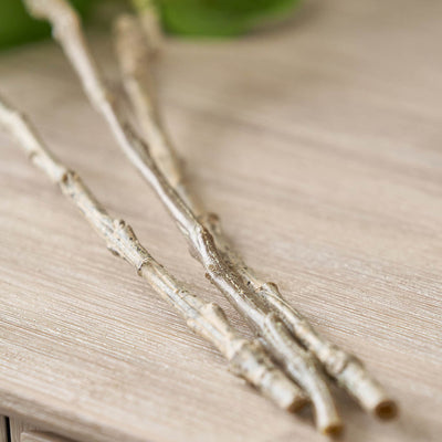 Green Hydrangea Stem