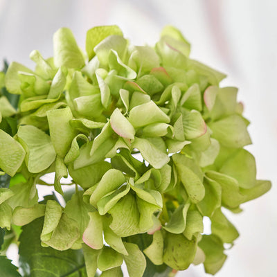 Green Hydrangea Stem